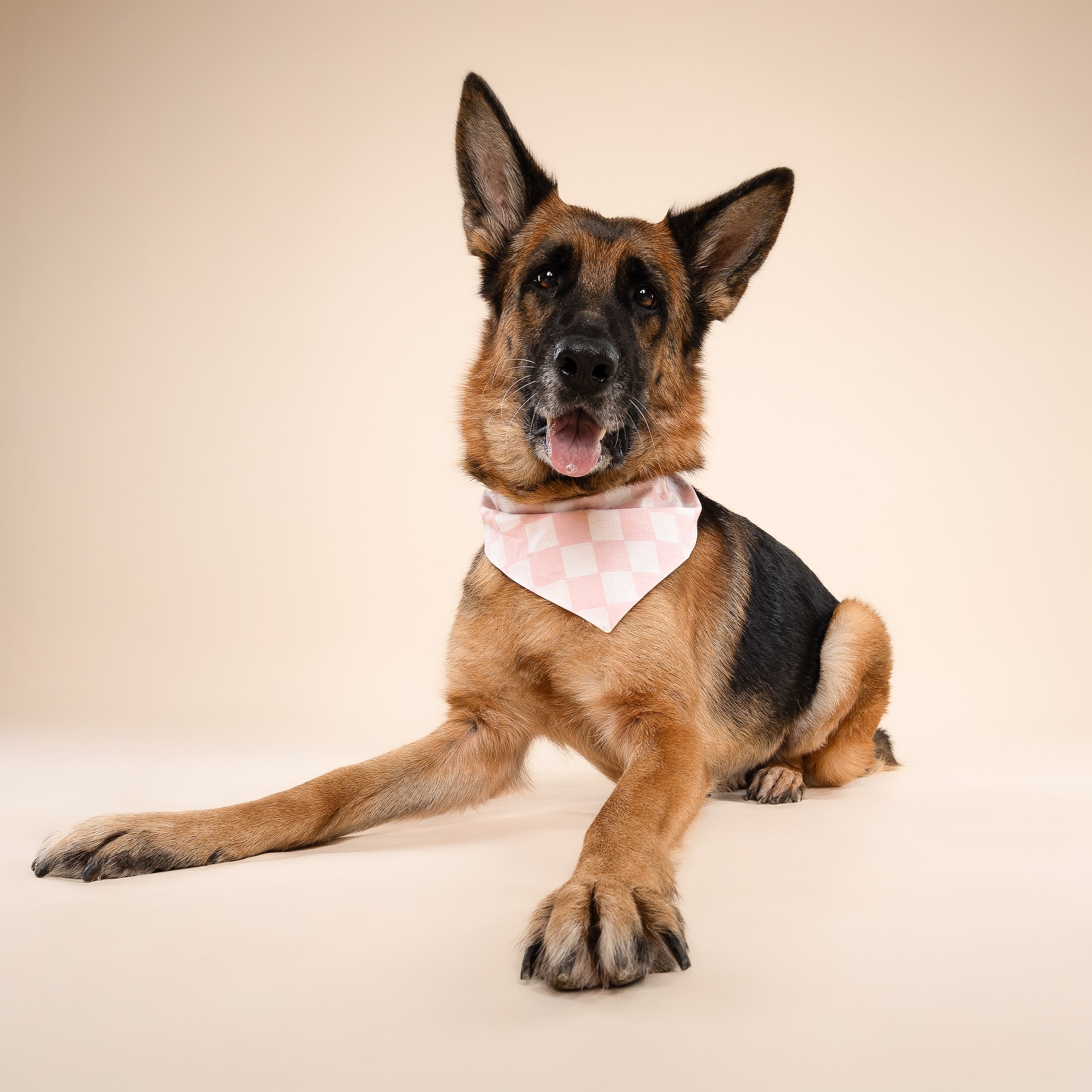 German Shepherd wearing a pink checkered bandana