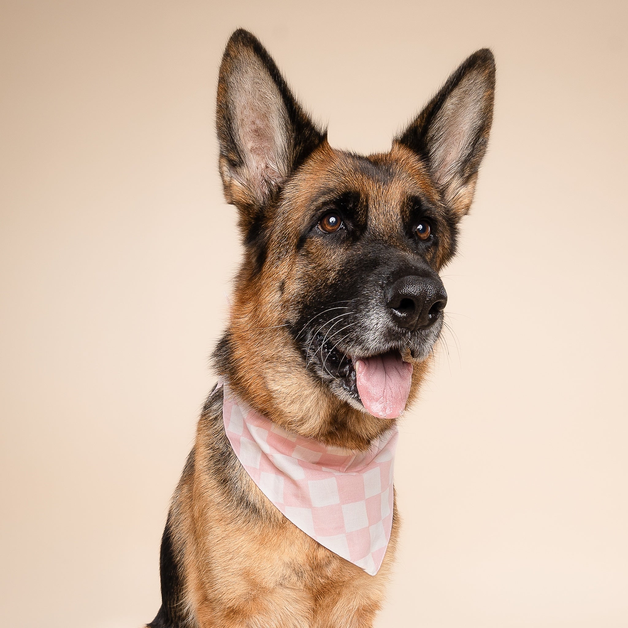 Marshmallow Check Dog Bandana from The Paws