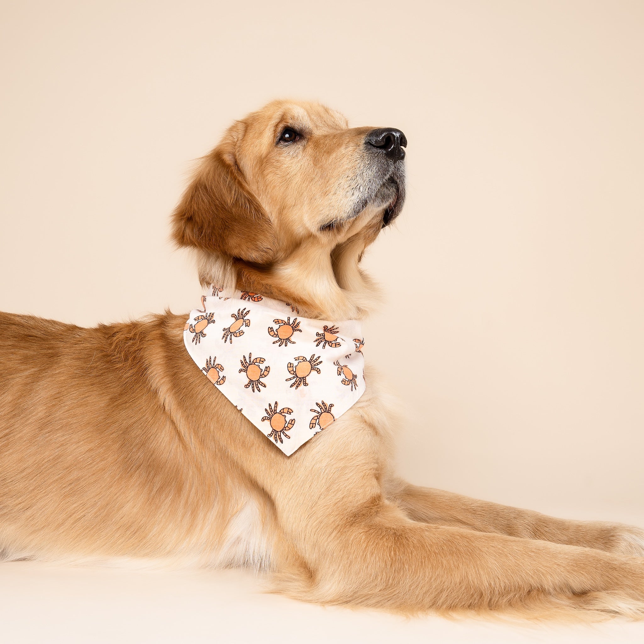 Maryland Dog Bandana