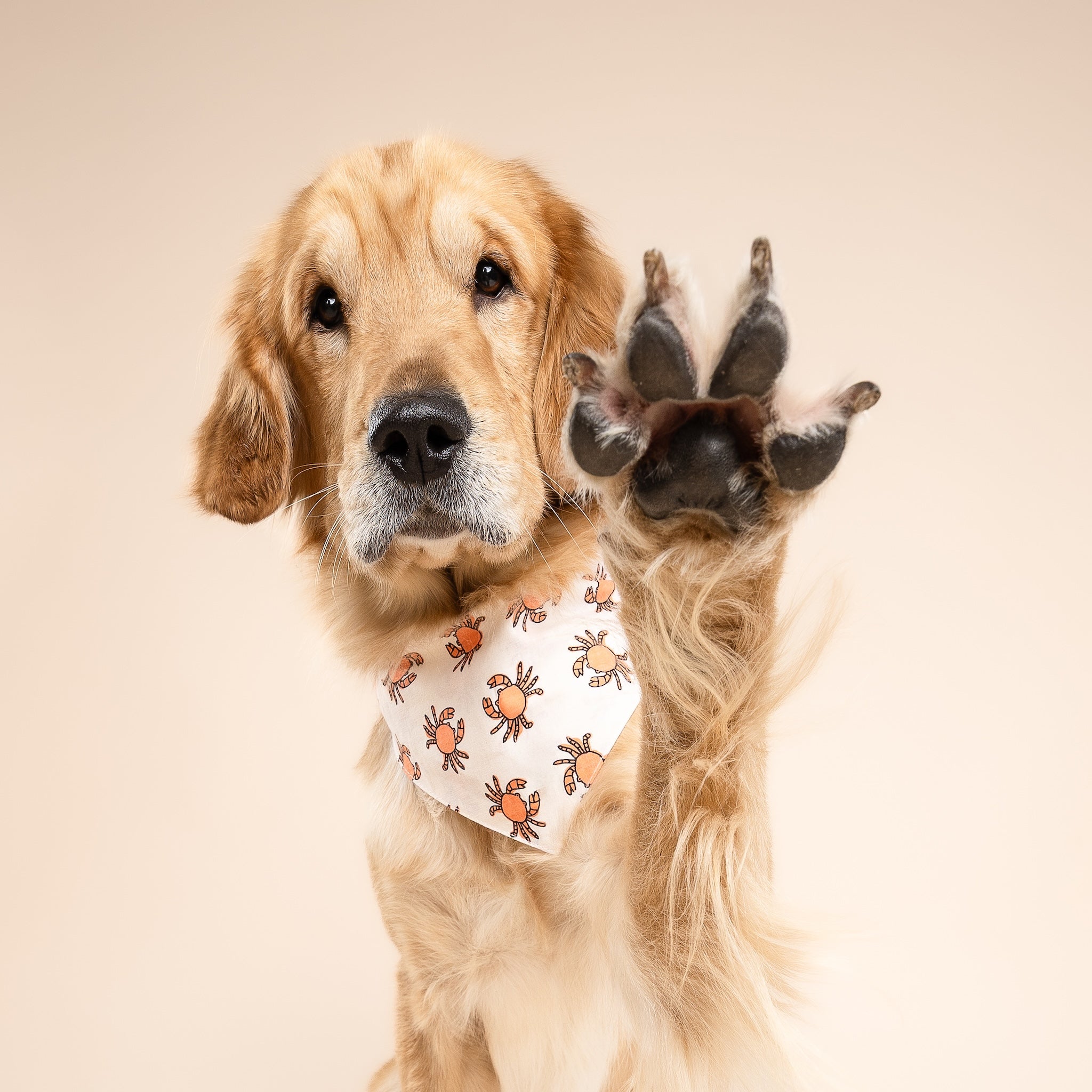 Maryland Dog Bandana