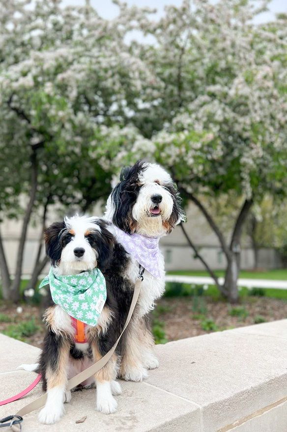 Meadow & Belle Bandanas from The Paws
