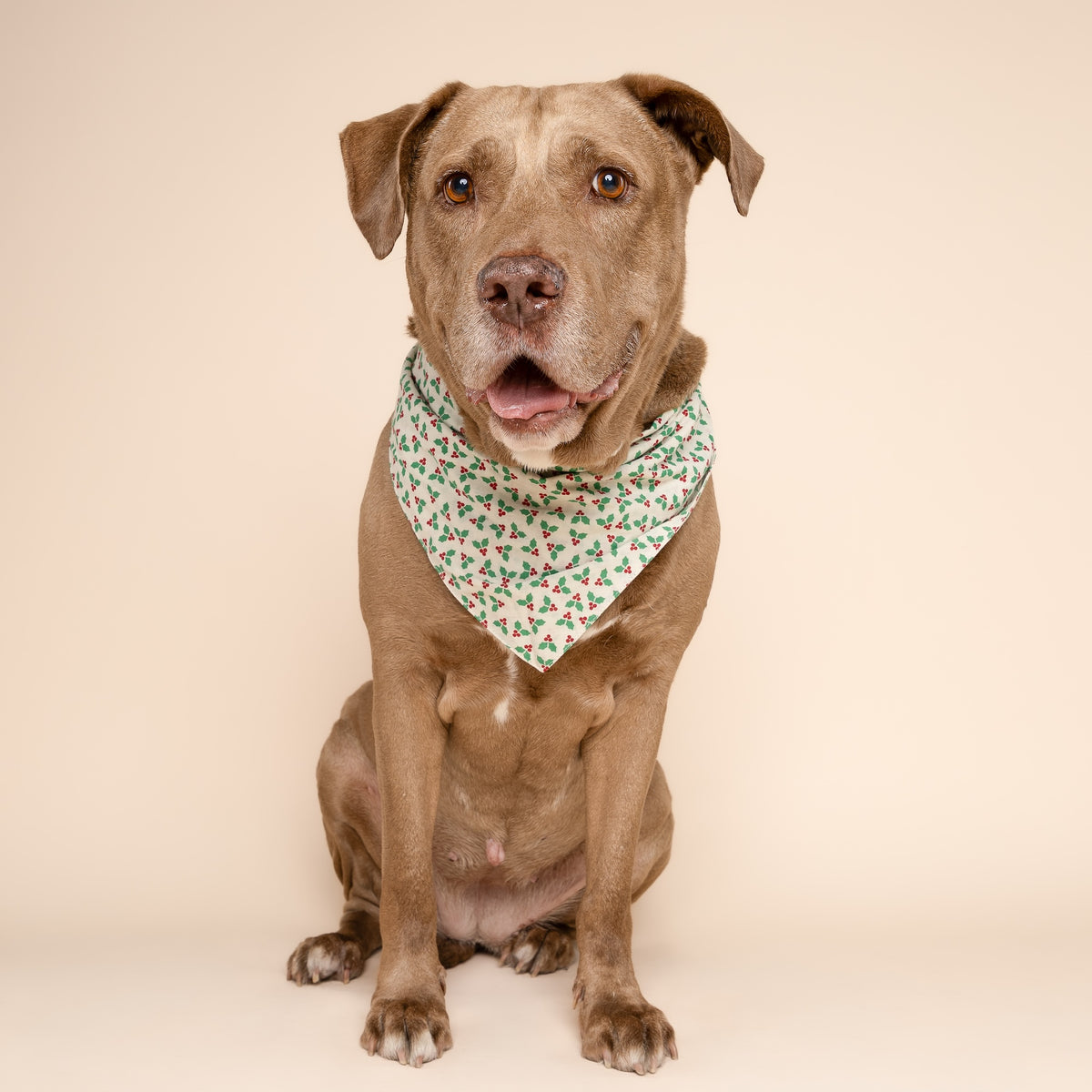 Merry Dog Bandana