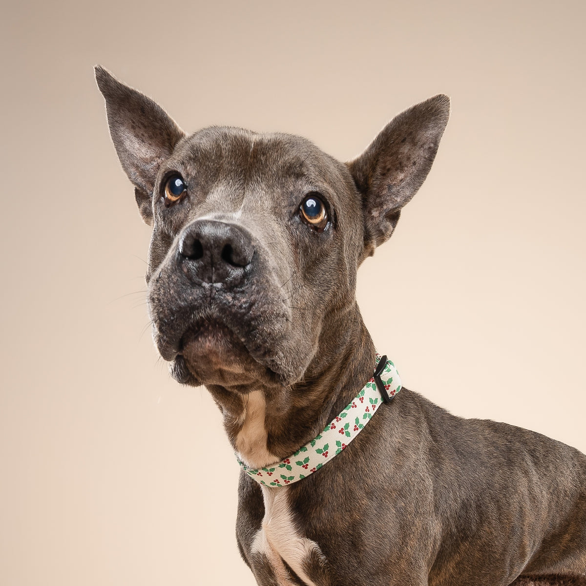 Merry Dog Collar