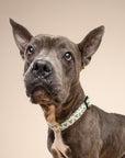 Merry Dog Collar