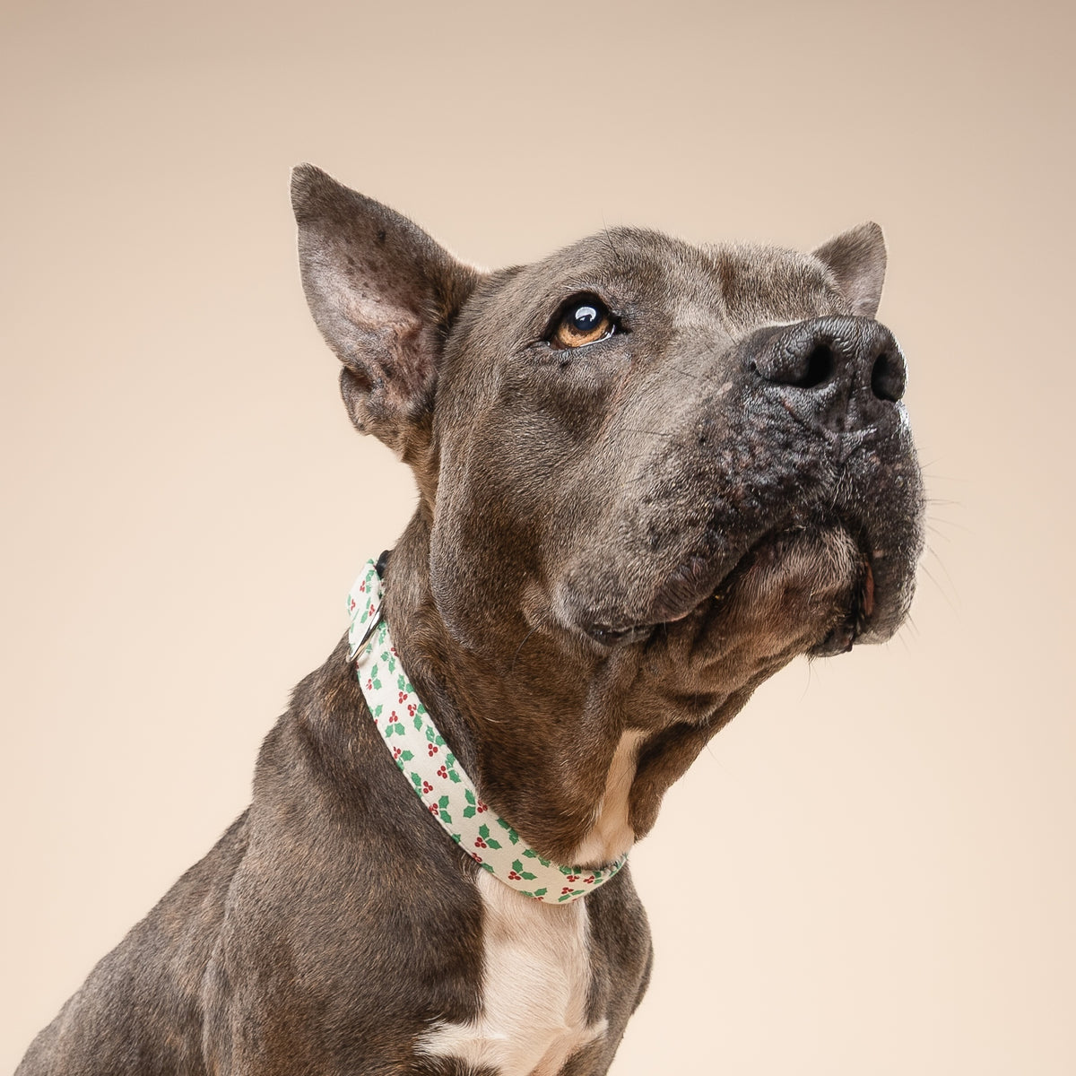 Merry Dog Collar