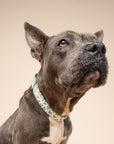 Merry Dog Collar