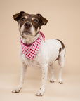 Little Lovesong Dog Bandana