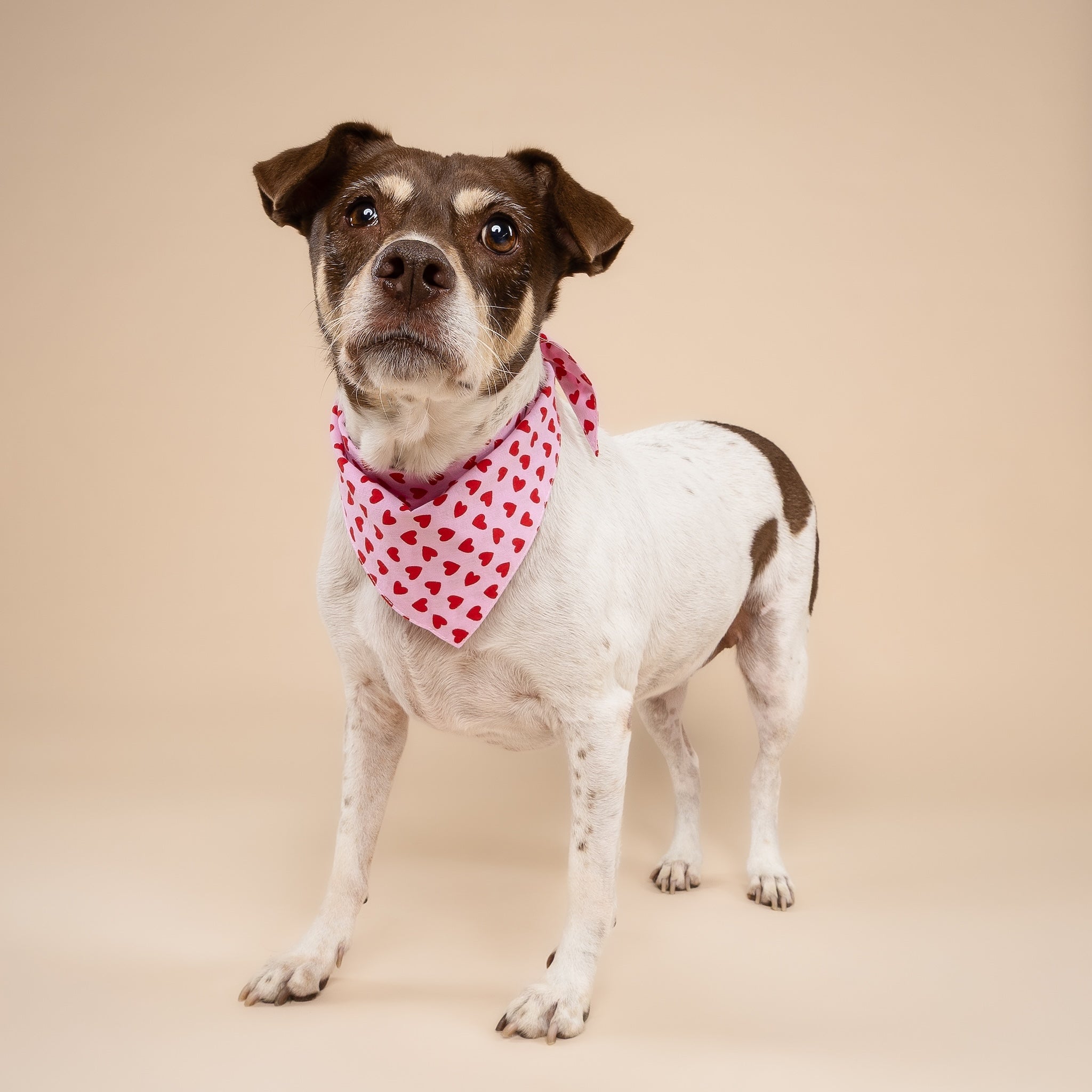 Little Lovesong Dog Bandana