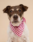 Little Lovesong Dog Bandana
