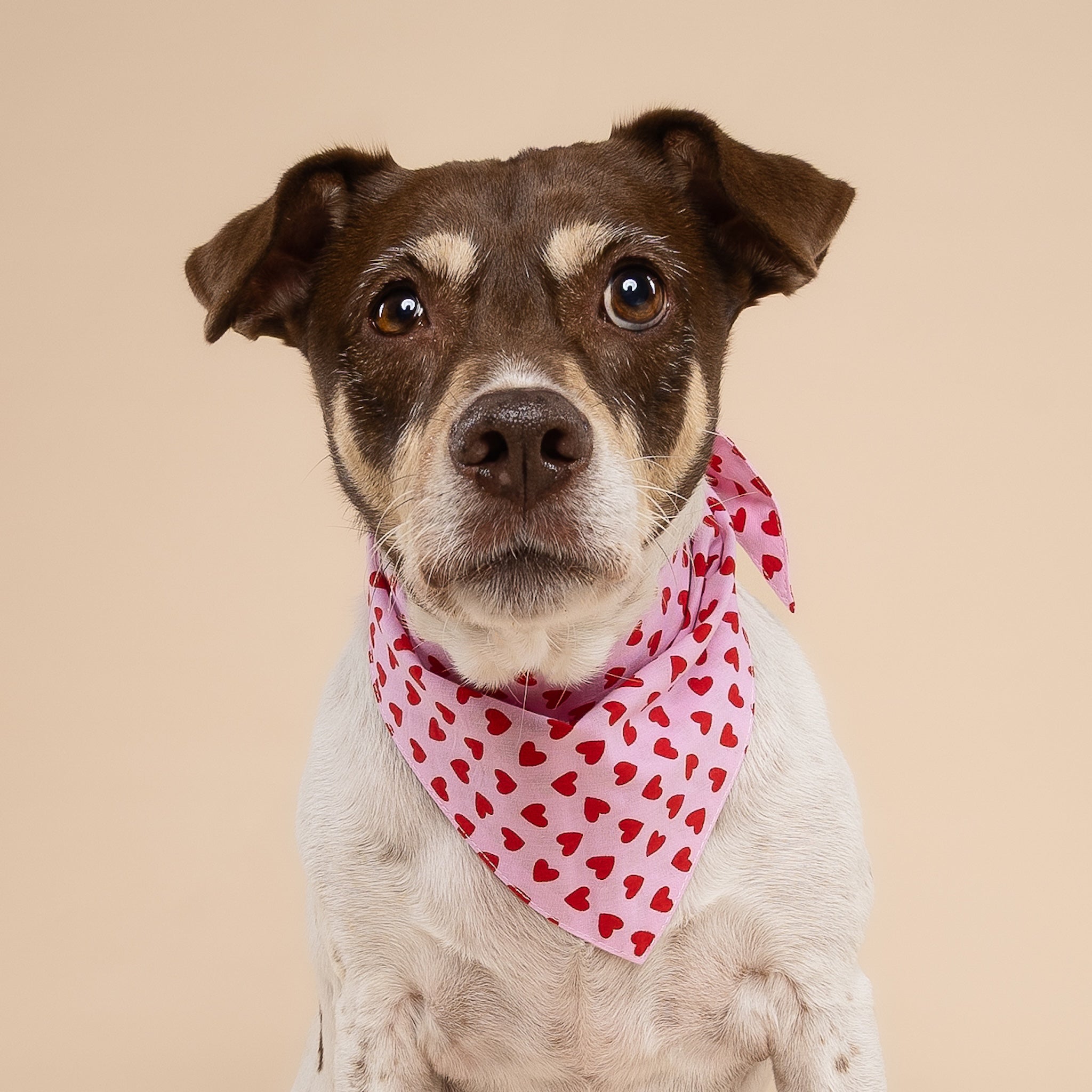 Little Lovesong Dog Bandana