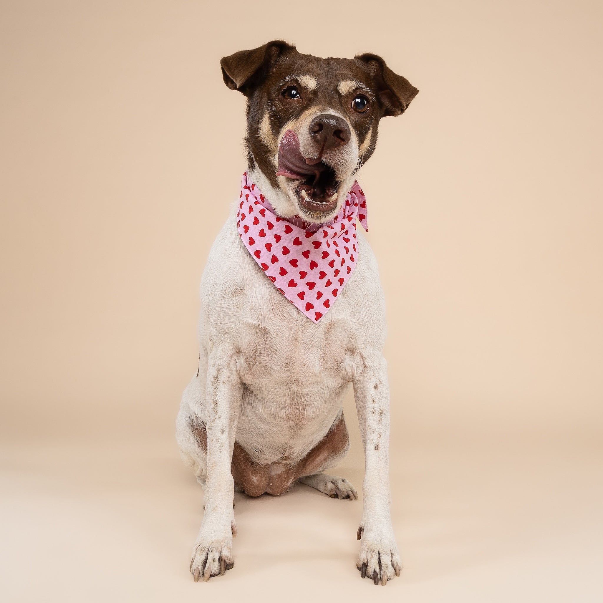 Little Lovesong Dog Bandana