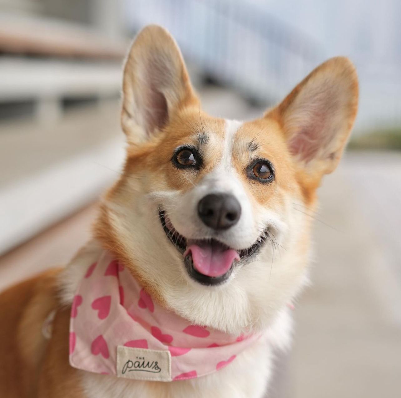 Miss Muffy - Dog Bandana from The Paws