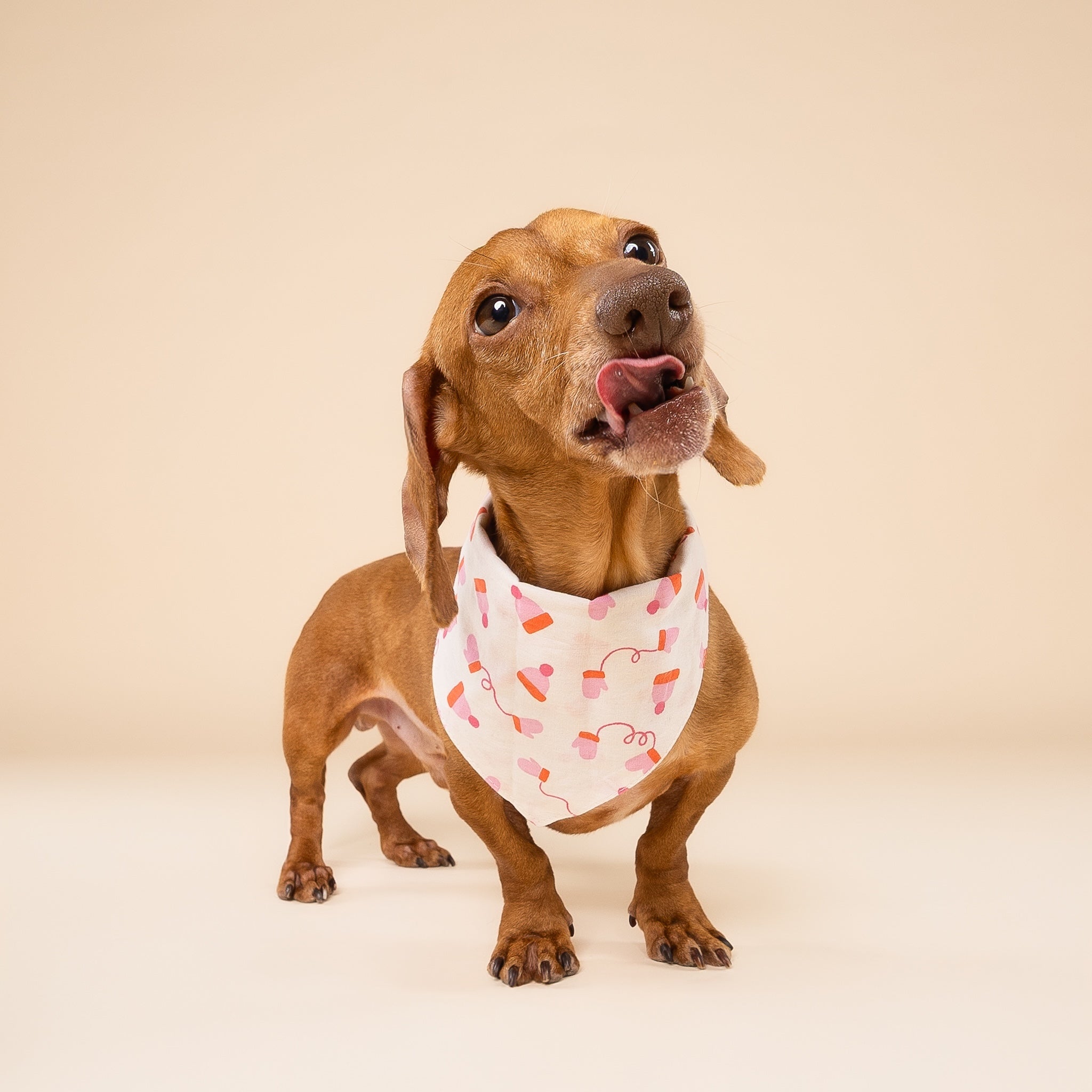 Mittens Winter Dog Bandana