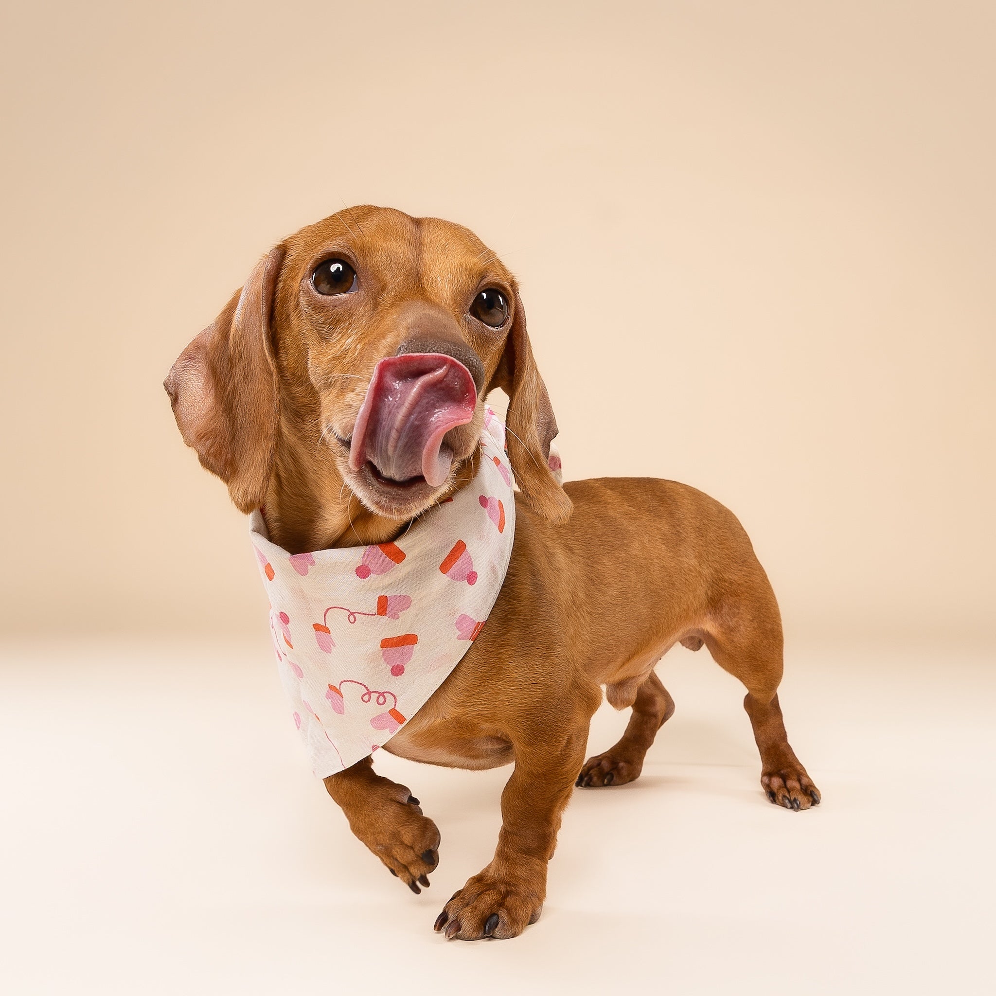 Mittens Winter Dog Bandana