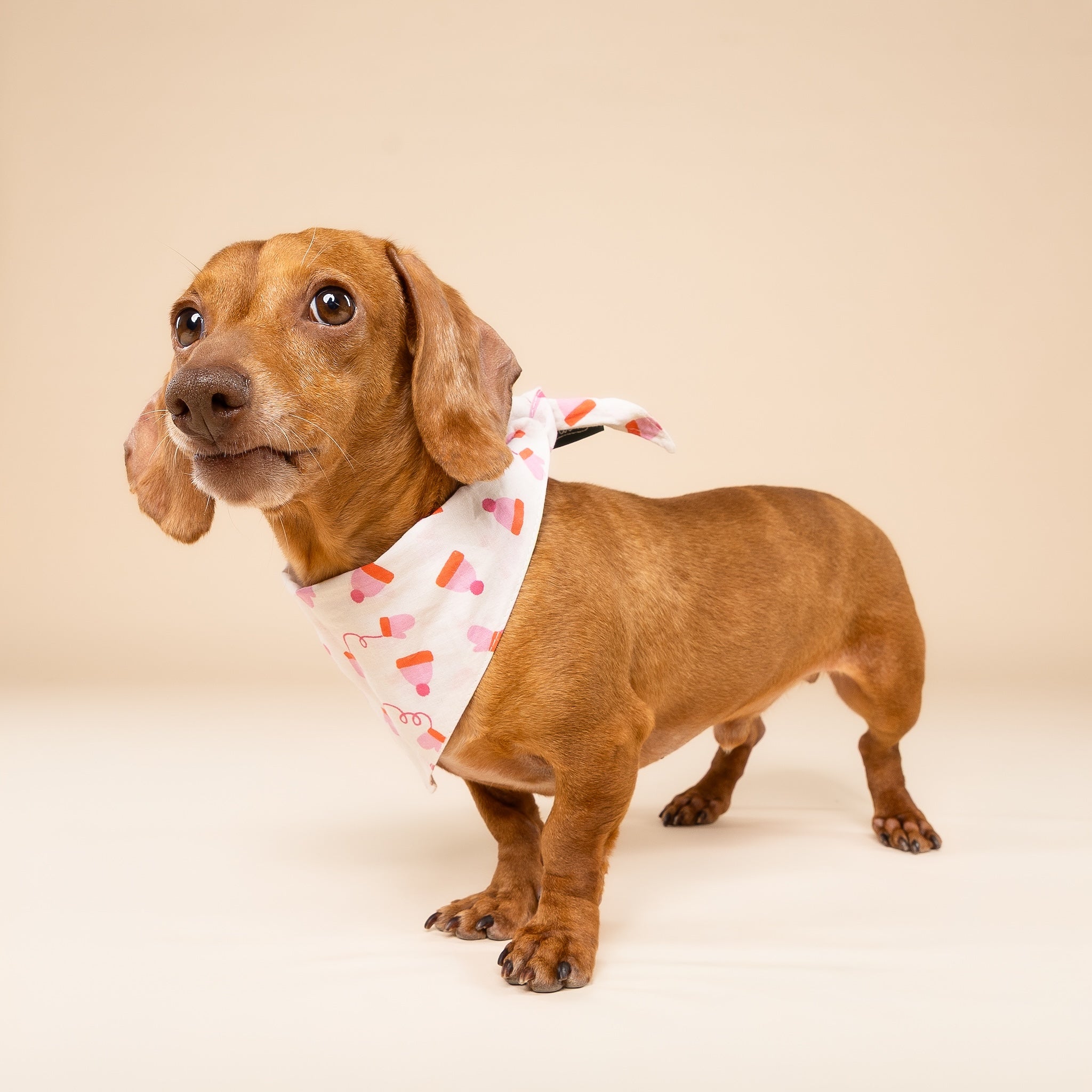 Mittens Winter Dog Bandana