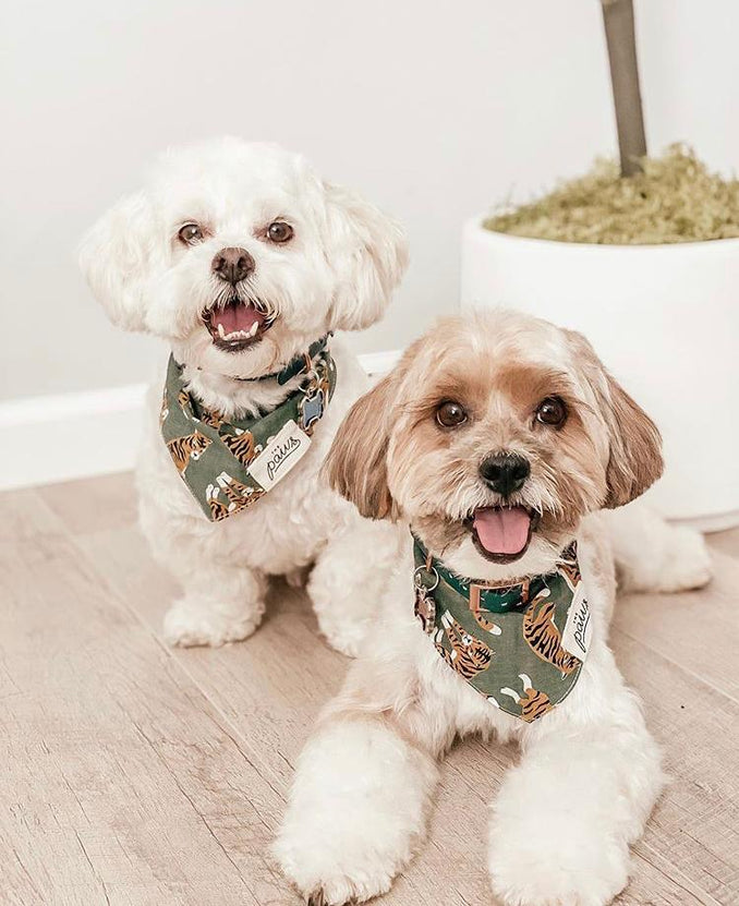 Mowgli Bandanas on two dogs