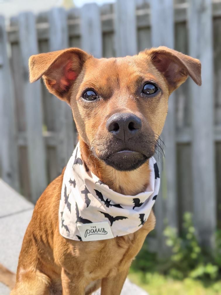 Nights Bandana by The Paws