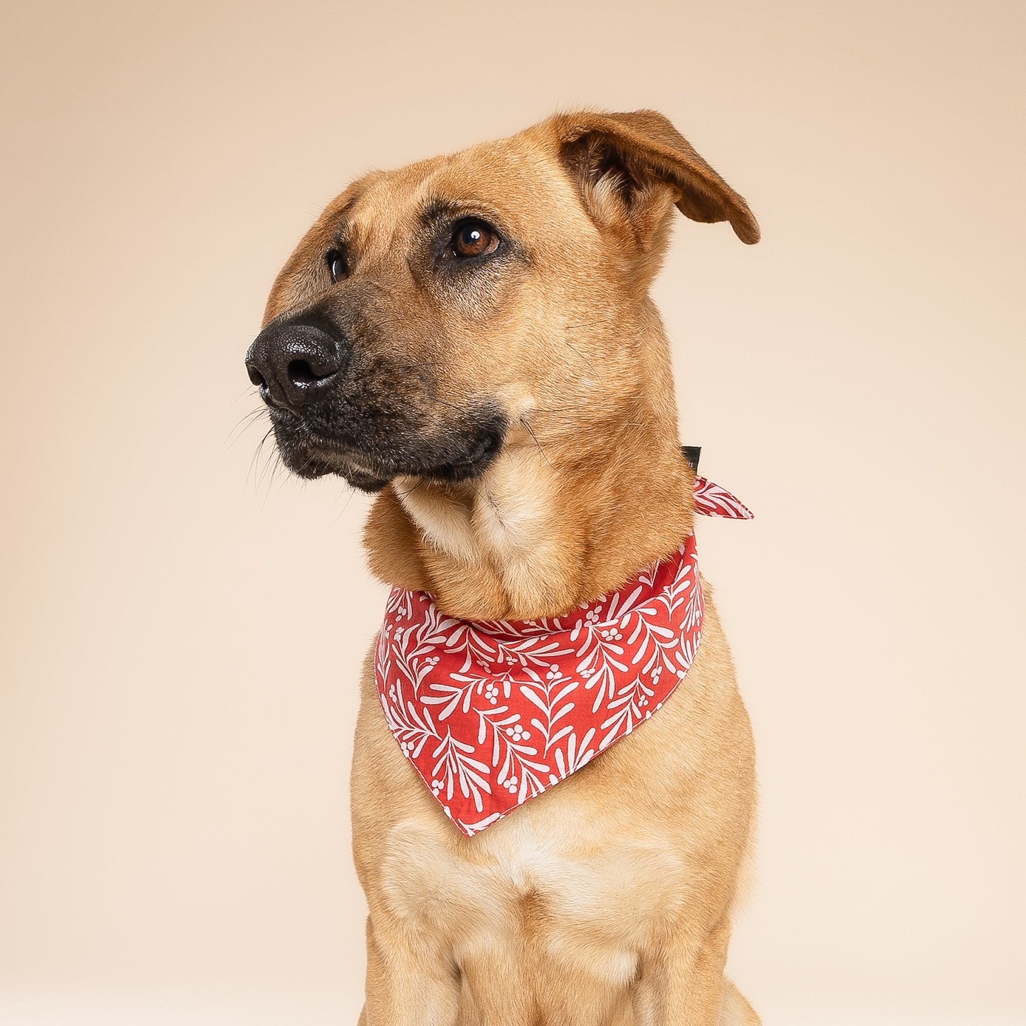 Noel Dog Bandana