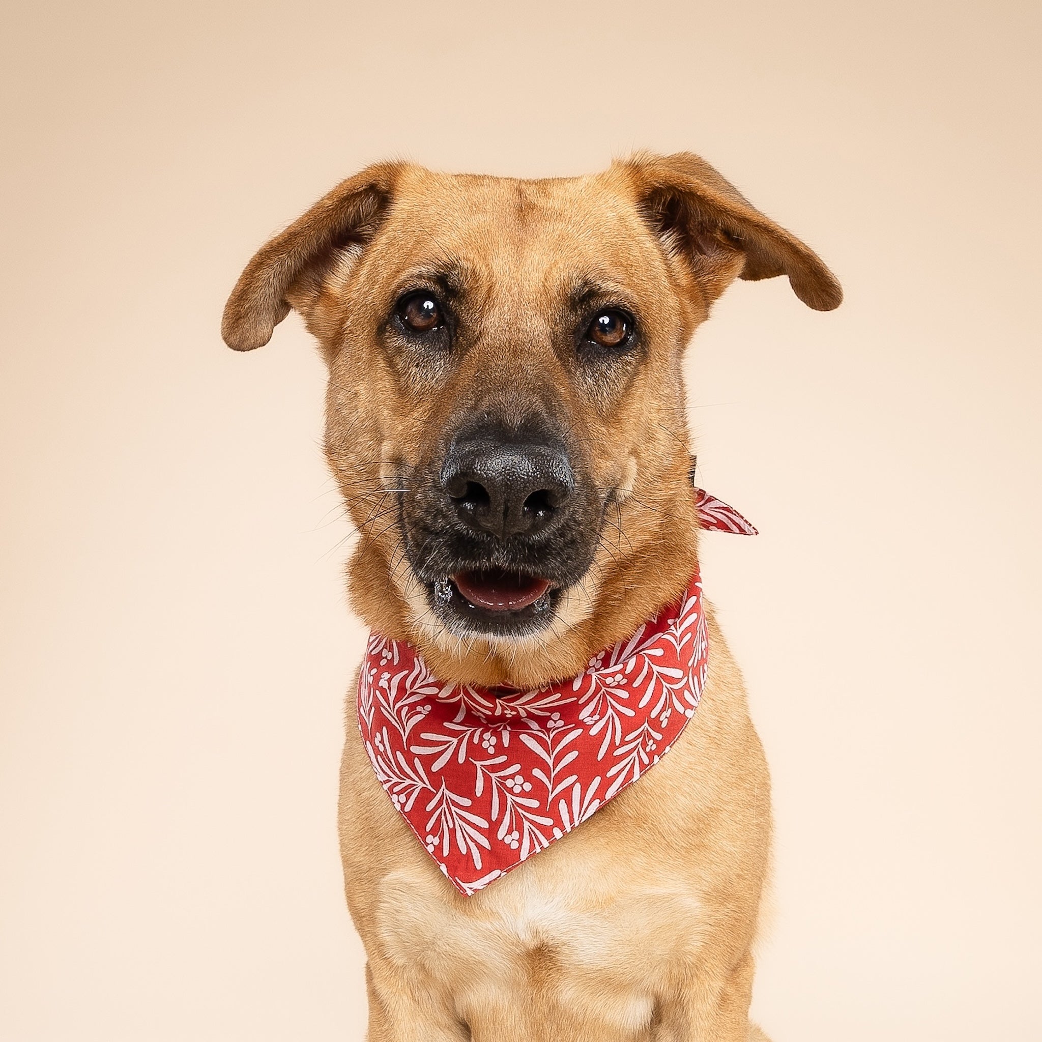 Noel Dog Bandana