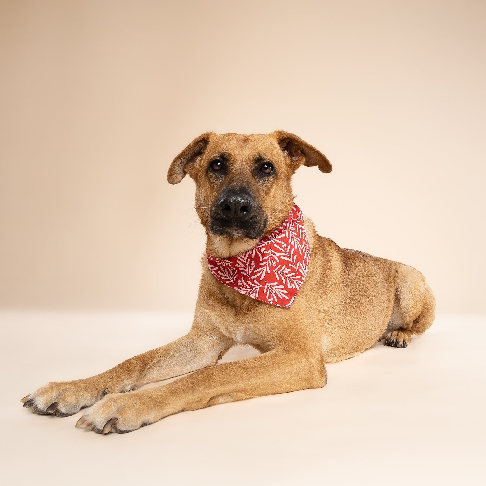 Noel Dog Bandana