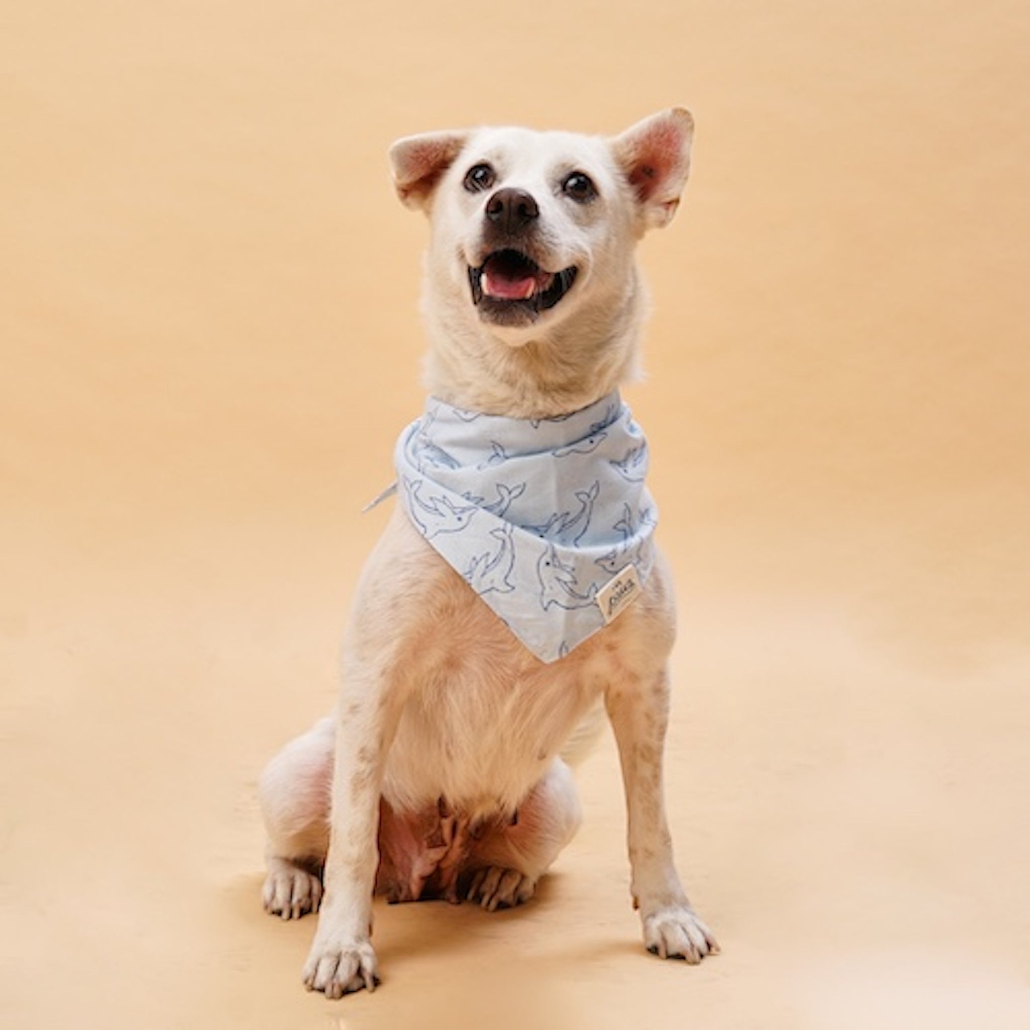 Dog wearing the North End bandana
