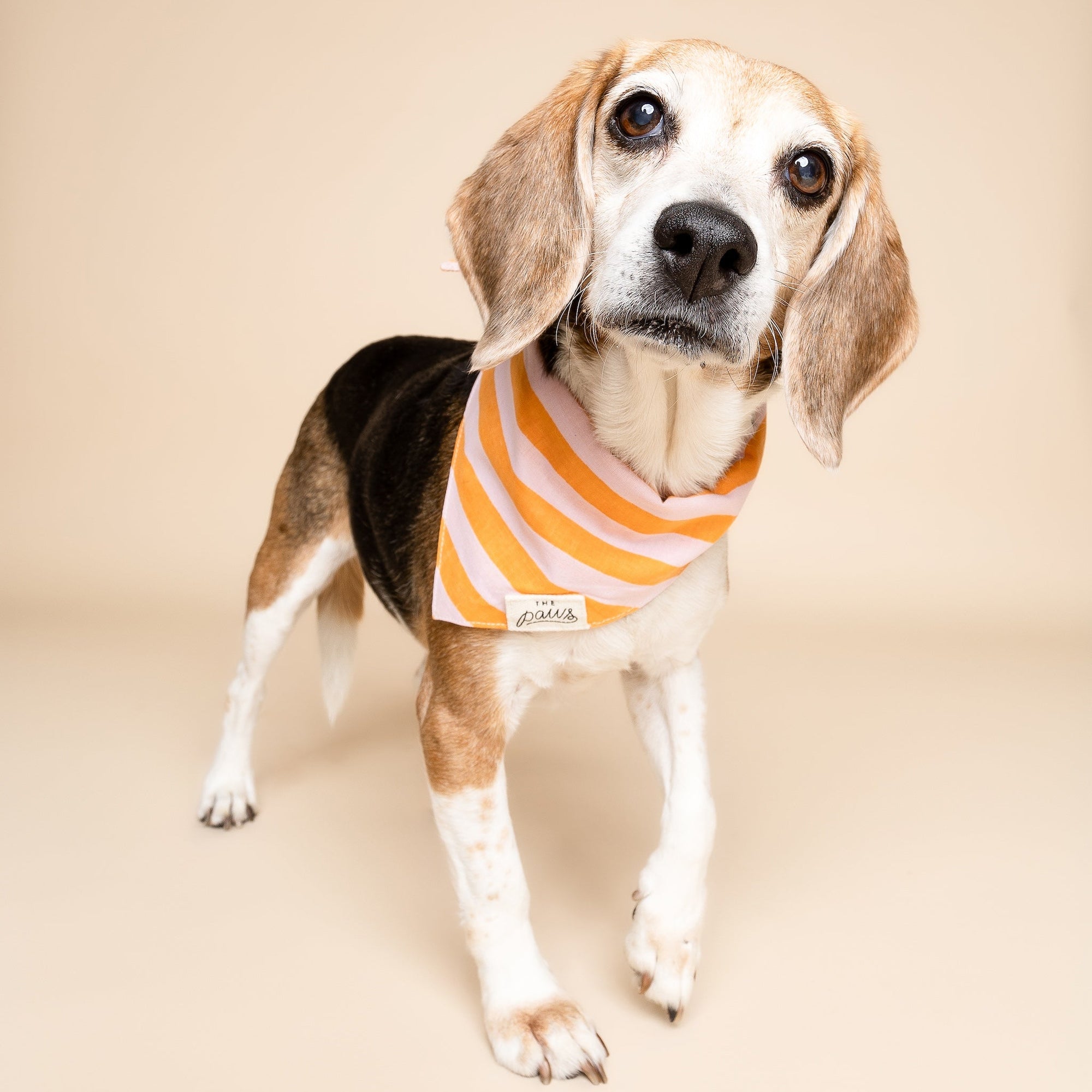 Nusa Dog Bandana
