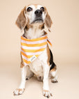 Nusa Dog Bandana
