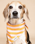 Nusa Dog Bandana