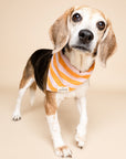 Nusa Dog Bandana