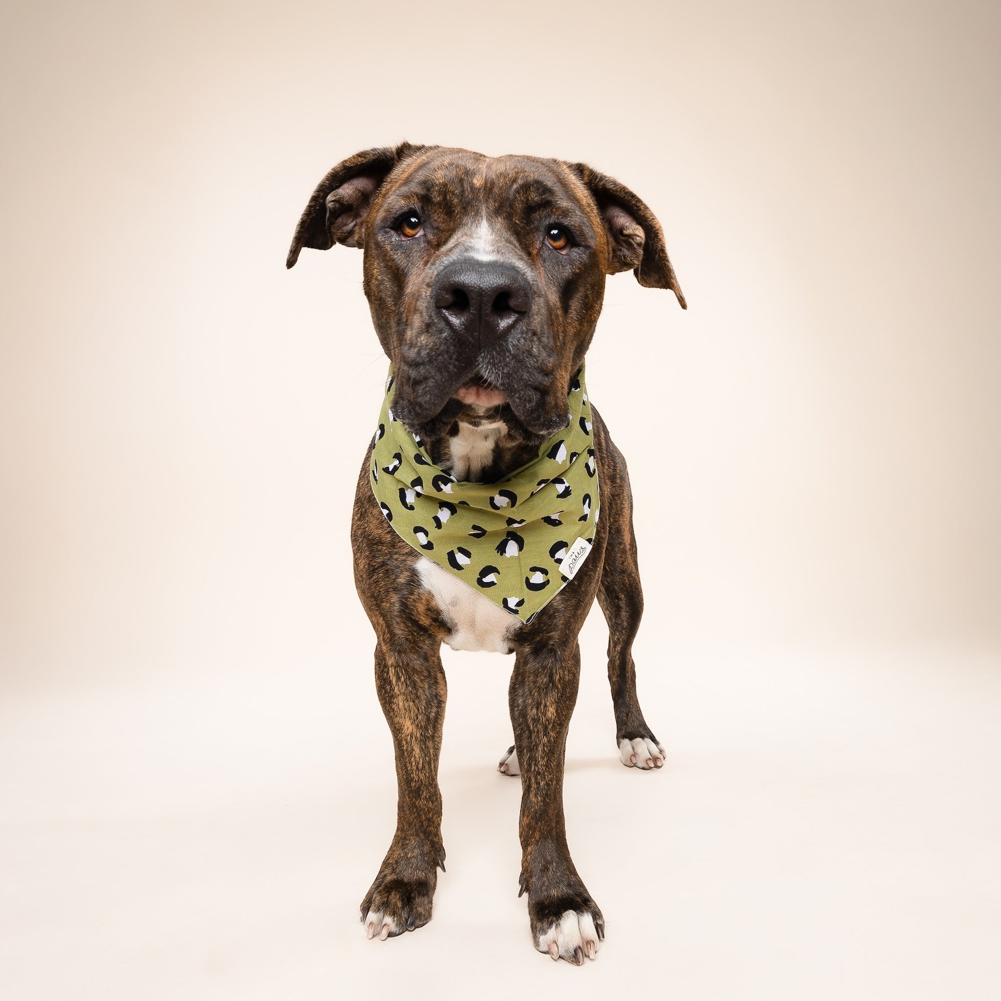 Olive Dog Bandana