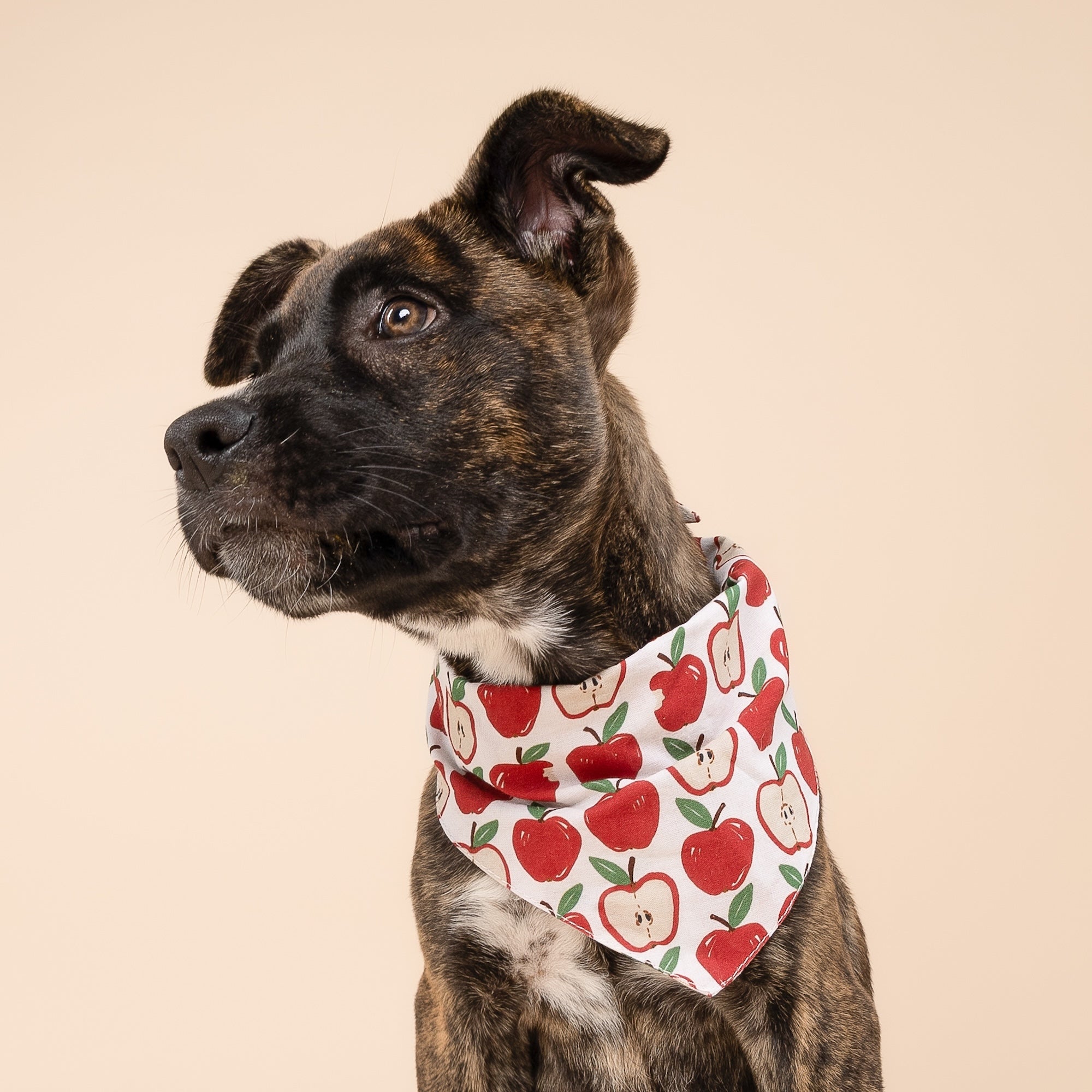 Orchard Dog Bandana