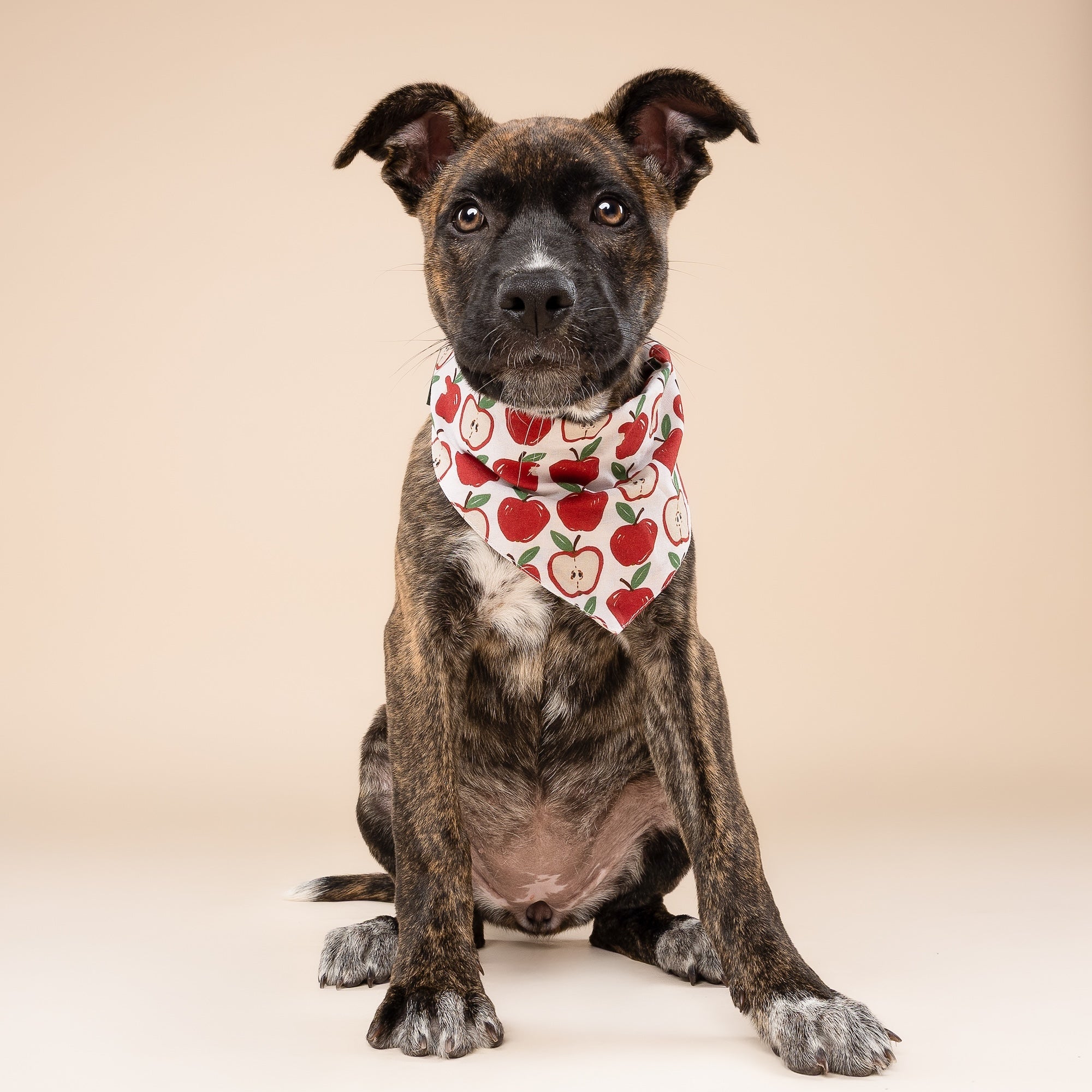 Orchard Dog Bandana