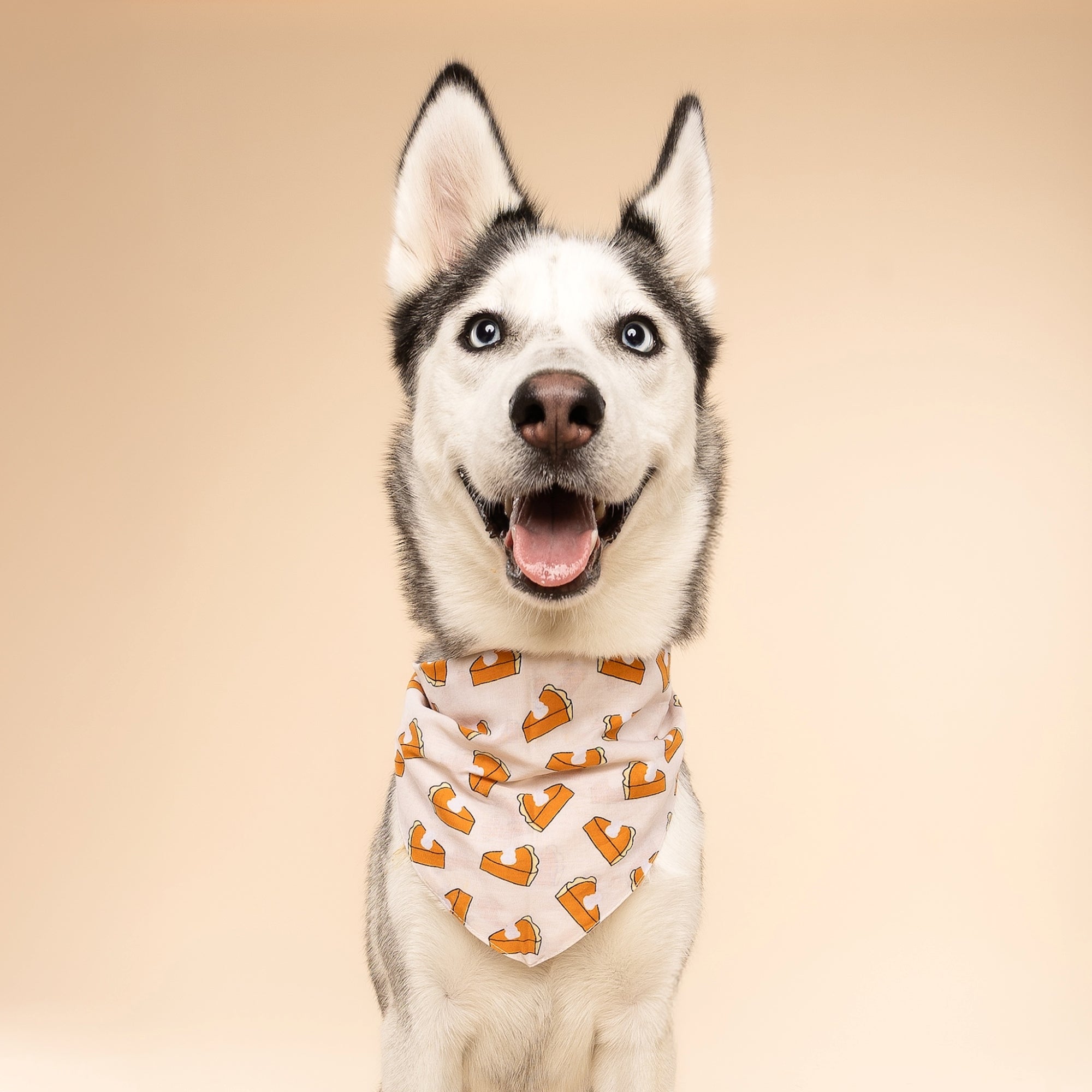 Pie Dog Bandana