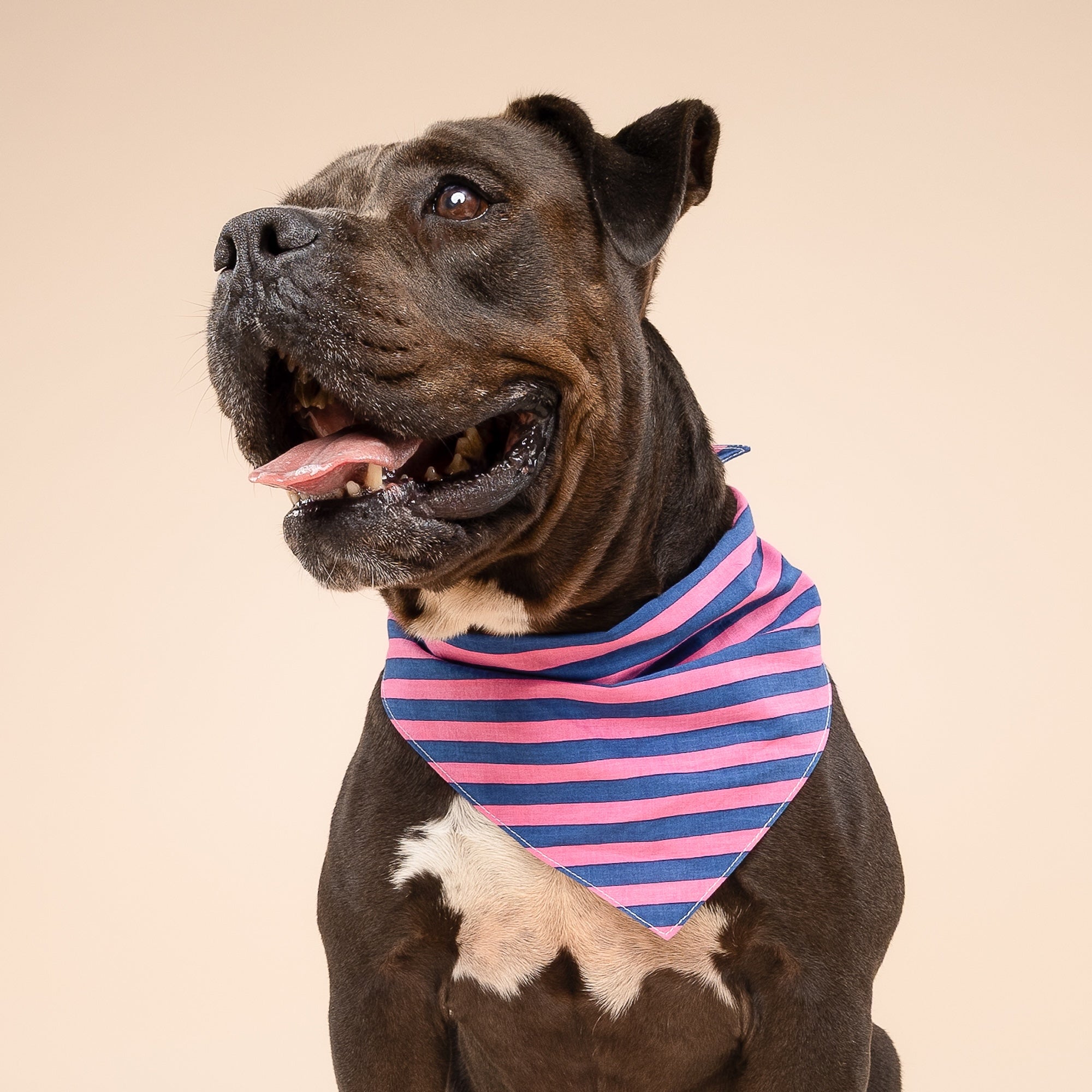 Pacific Stripe Dog Bandana