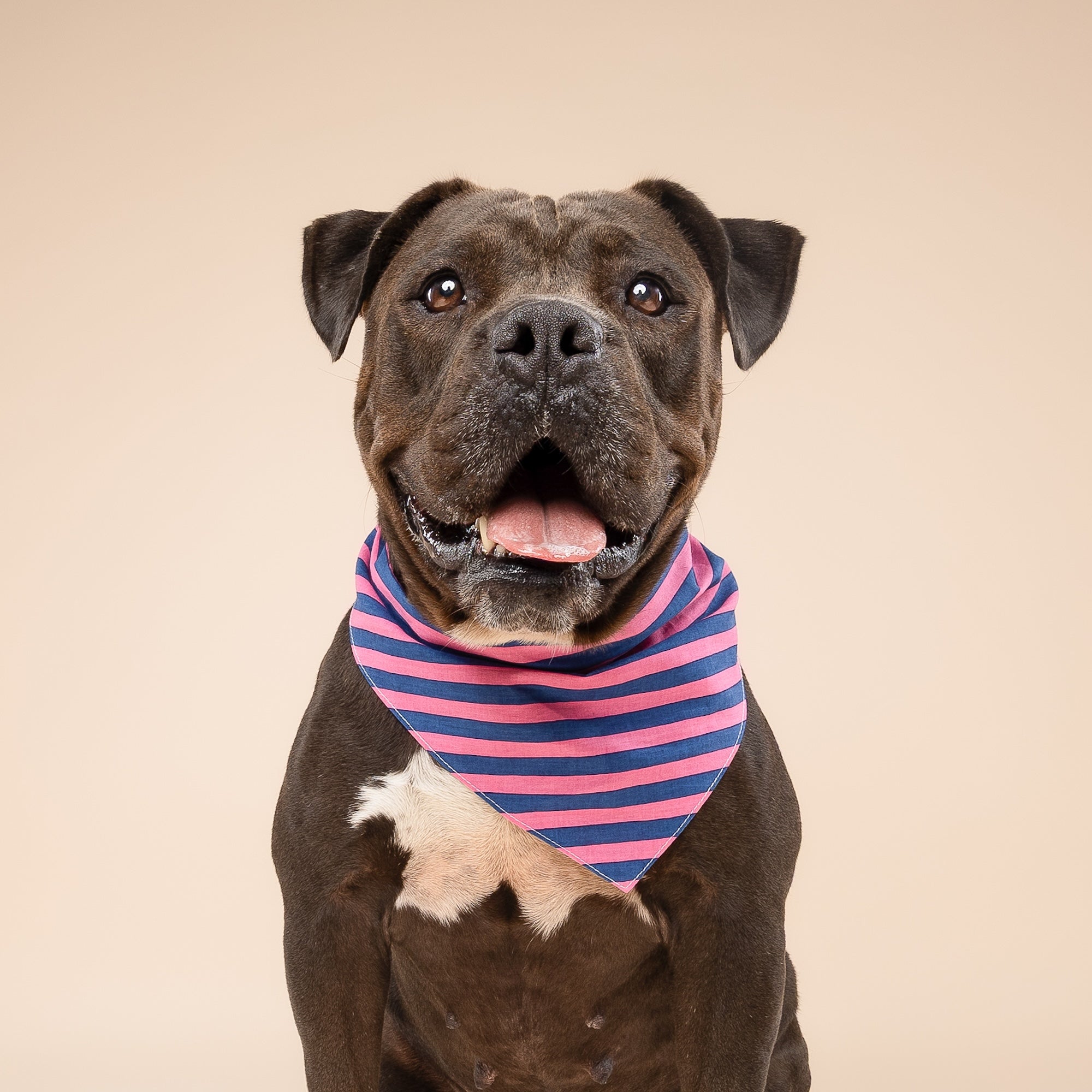 Pacific Stripe Dog Bandana