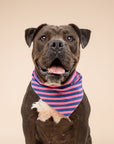 Pacific Stripe Dog Bandana