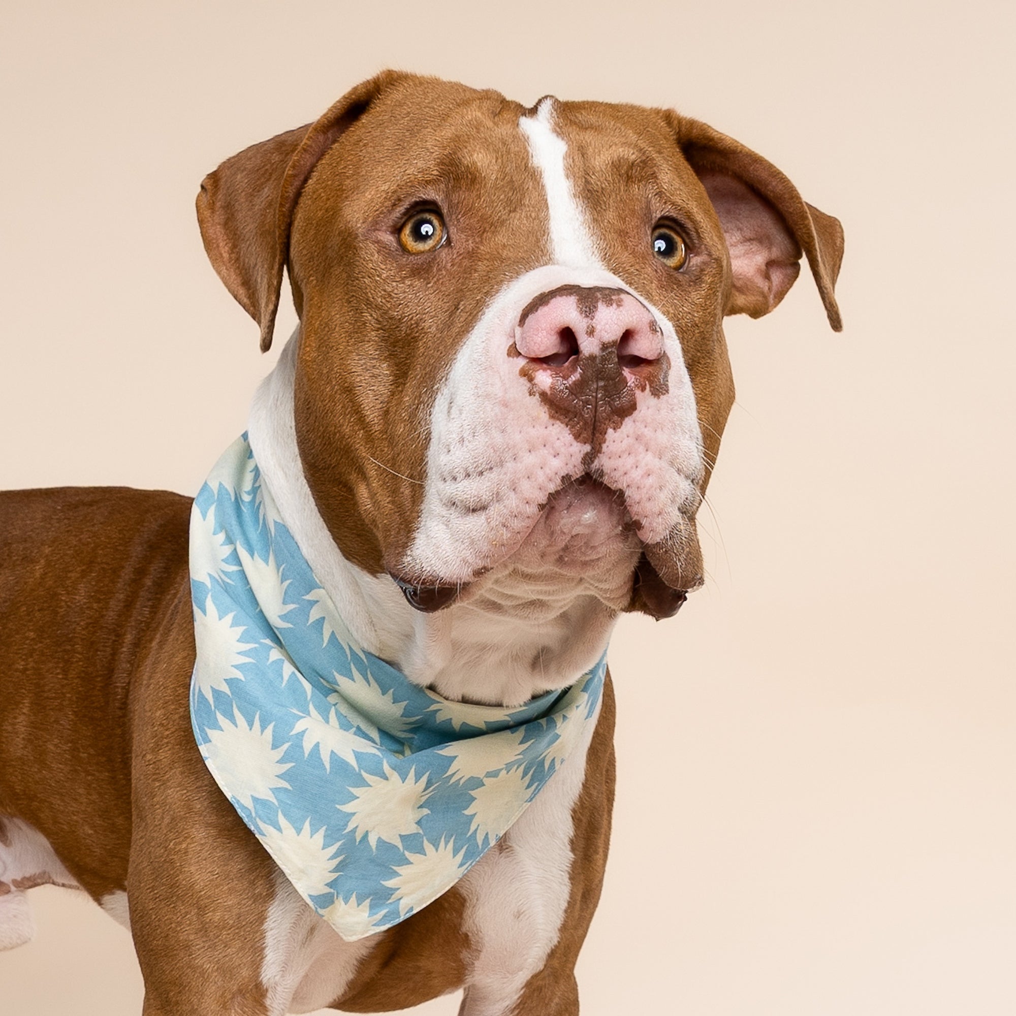 Pagi Dog Bandana
