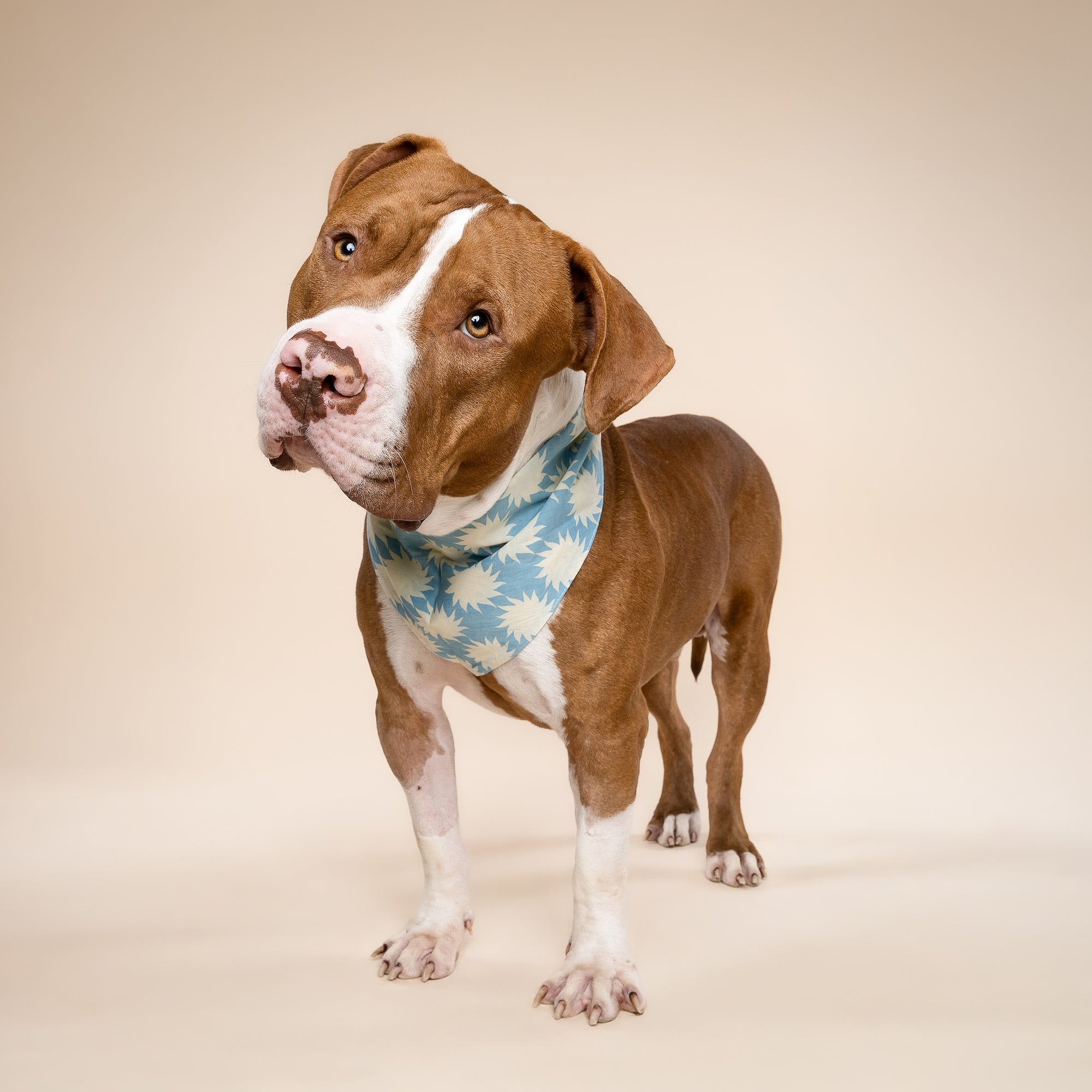 Pagi Dog Bandana
