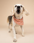 Palm Beach Stripe Dog Bandana