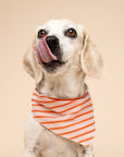 Palm Beach Stripe Dog Bandana