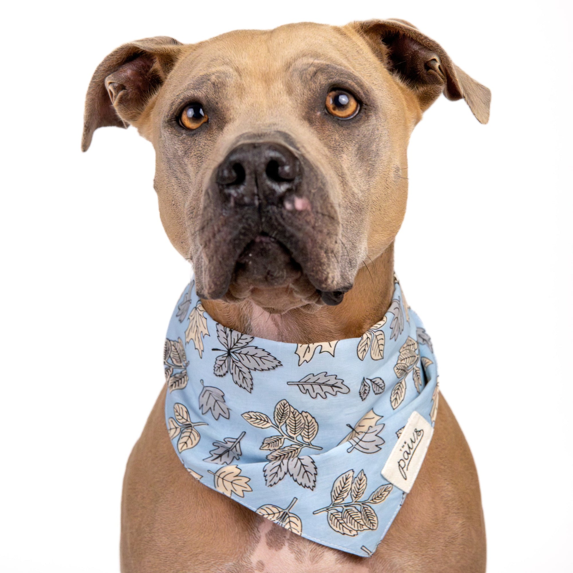Parkway Dog Bandana from The Paws