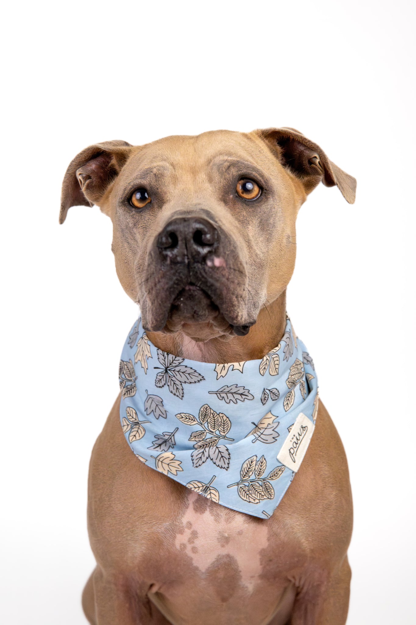 Parkway Dog Bandana from The Paws