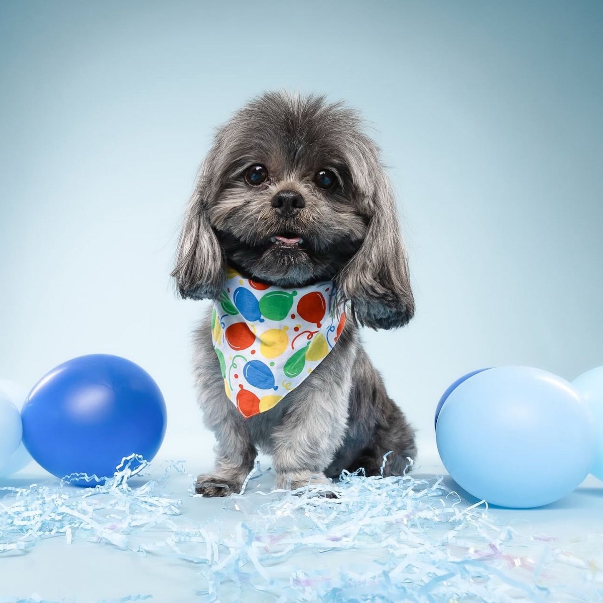 Party Animal Dog Bandana