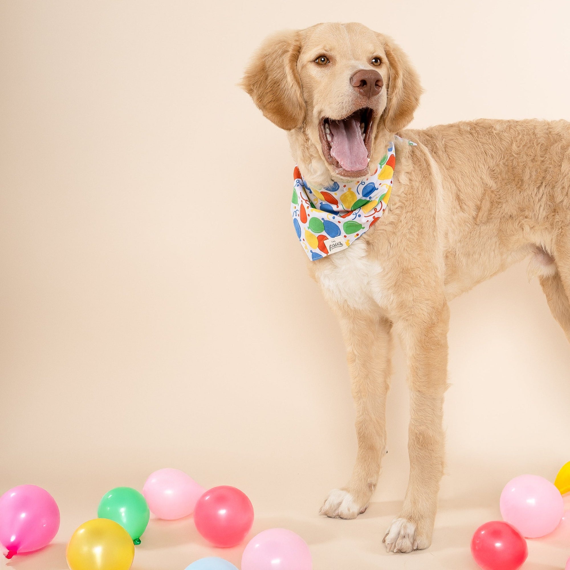 Party Animal Dog Bandana