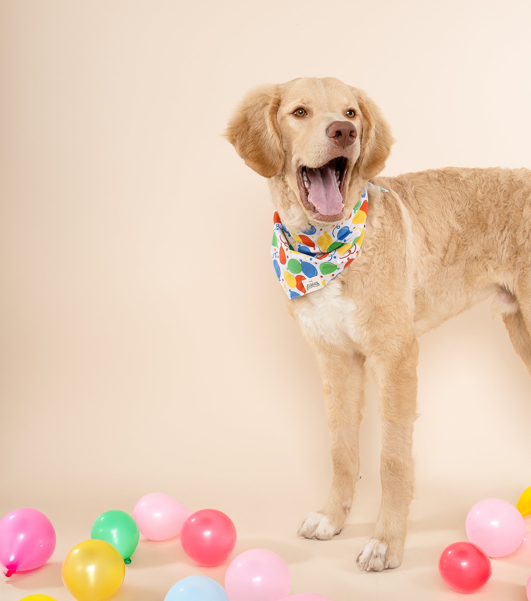 Party Animal Dog Bandana