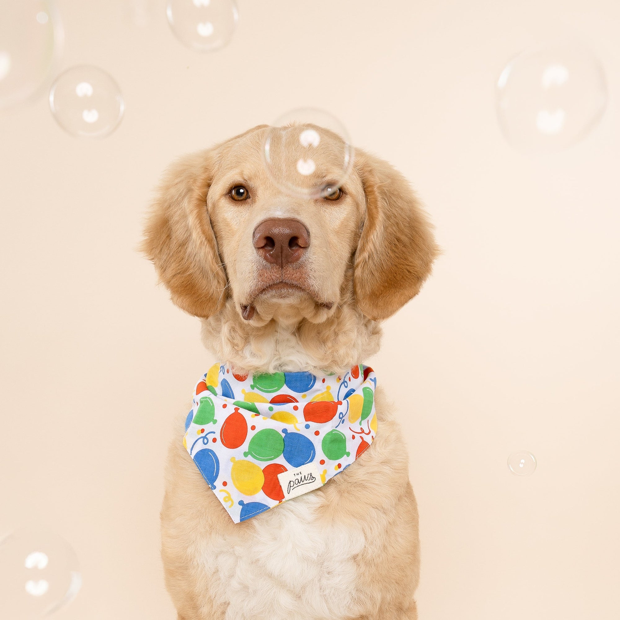 Party Animal Dog Bandana