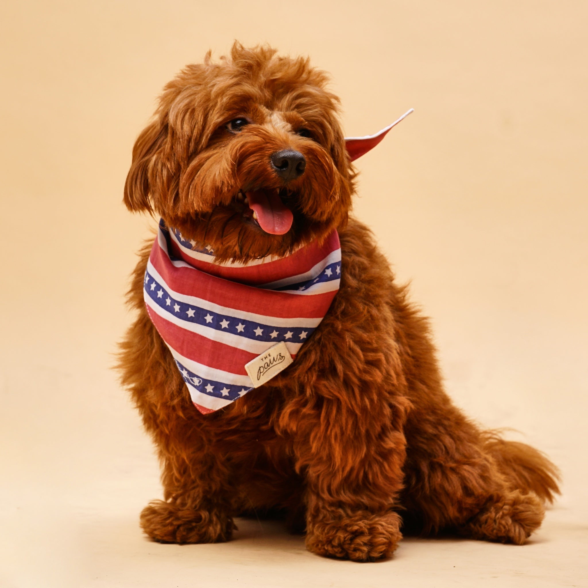 Dog modeling the Patriotic bandana from The Paws
