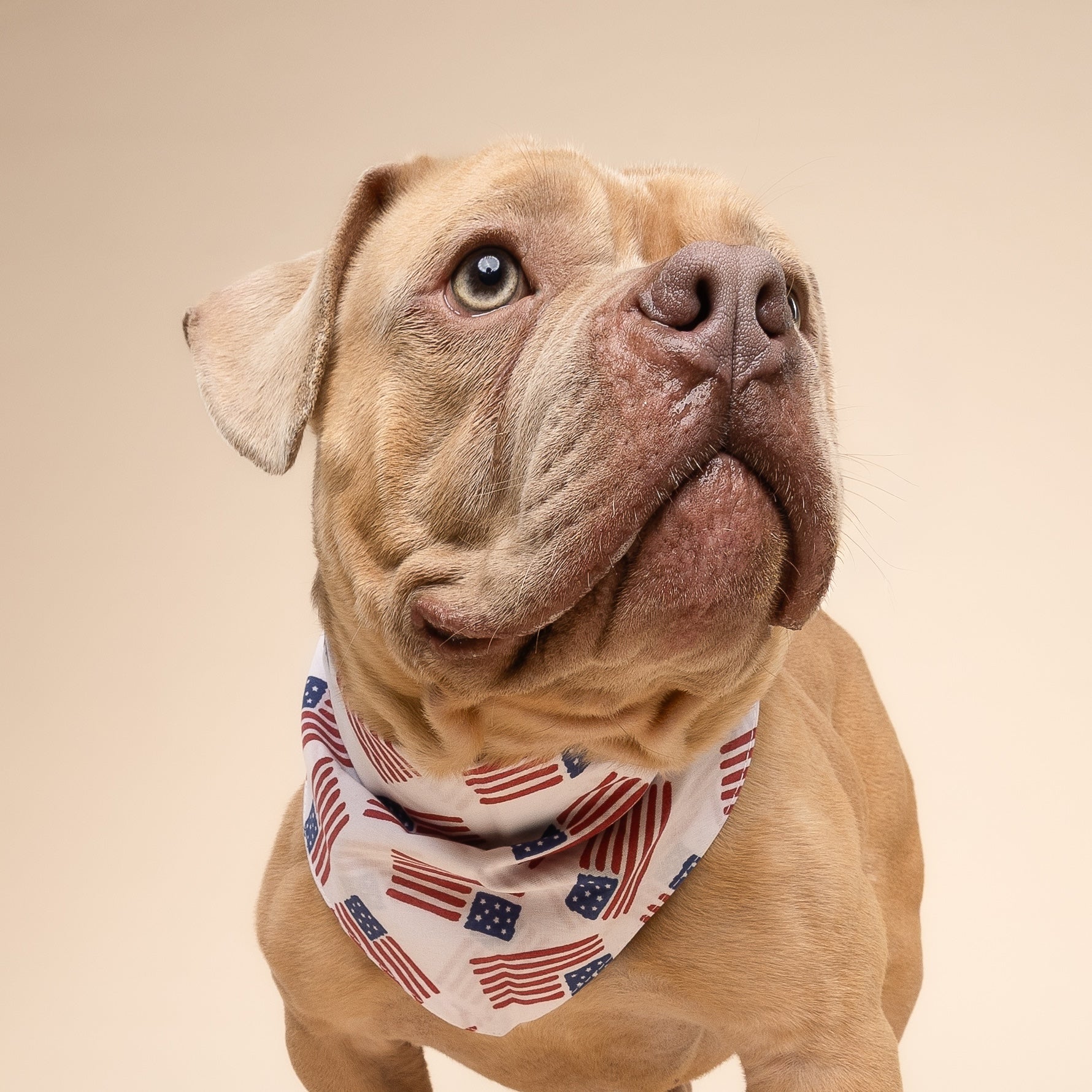Patriotic Flag Dog Bandana