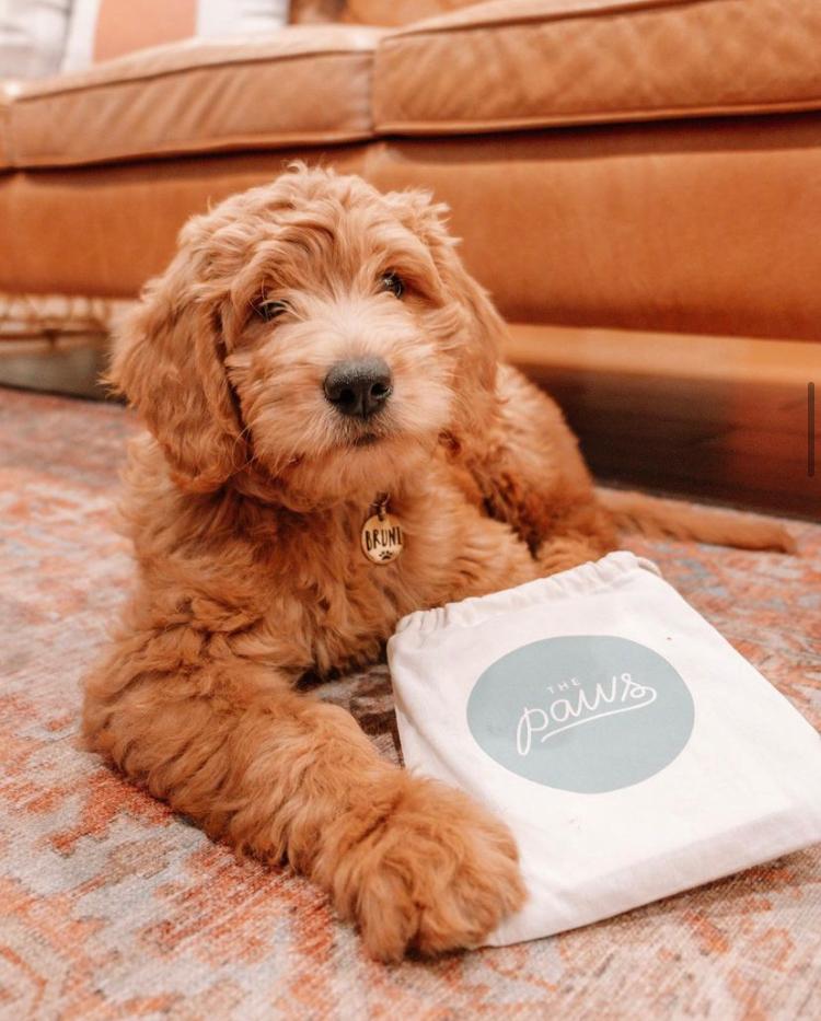 New Package - The Paws