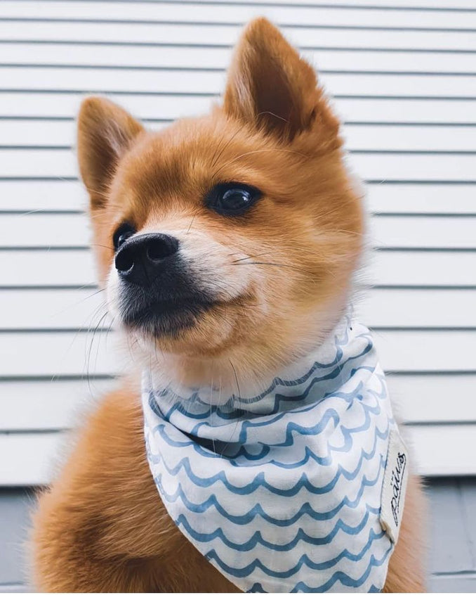 Perfect Wave Bandana by The Paws